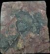 Silurian Fossil Crinoid (Scyphocrinites) Plate - Morocco #89239-2